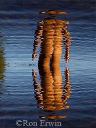 Self Reflections