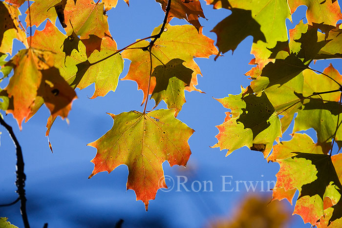 Sugar Maple Leaves