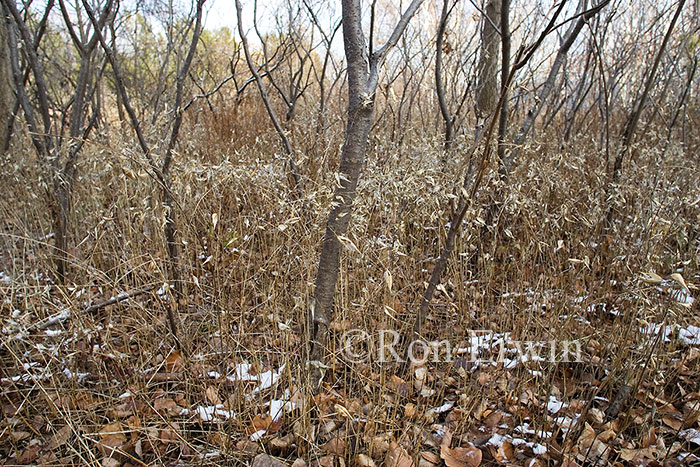Invasive Dog-strangline Vine under Sumac