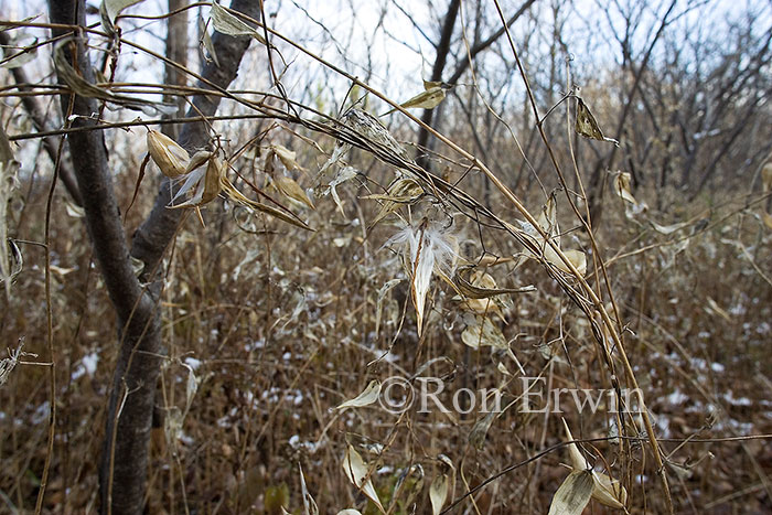 Invasive Dog-strangline Vine under Sumac