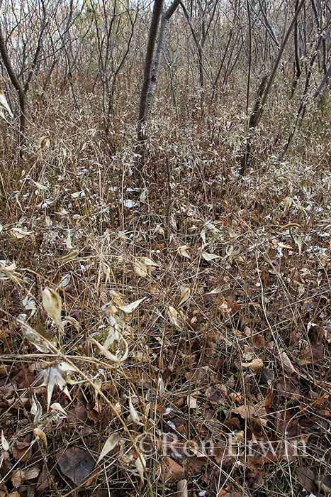Invasive Dog-strangline Vine under Sumac