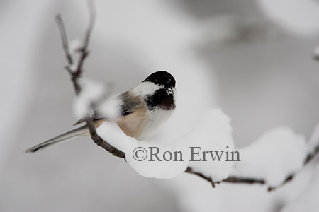 Black-capped Chickadee