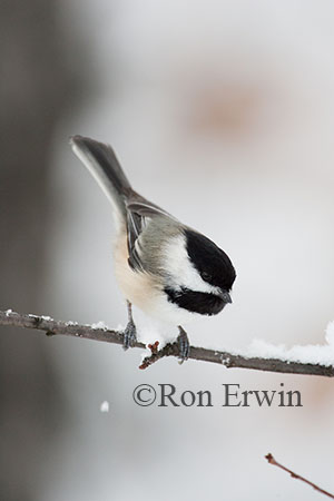 Black-capped Chickadee