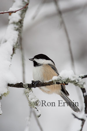 Black-capped Chickadee