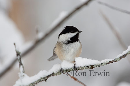 Black-capped Chickadee