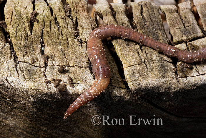 Earthworm