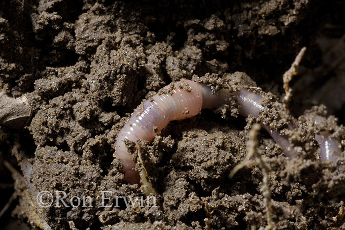 Earthworm