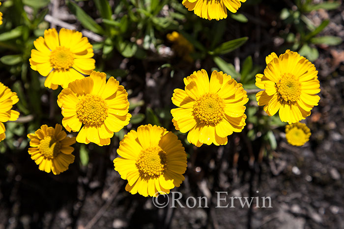 Lakeside Daisy, Ontario