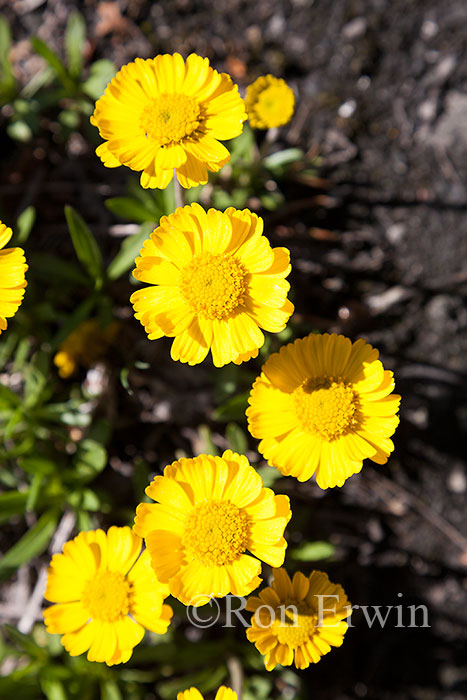 Lakeside Daisy, Ontario