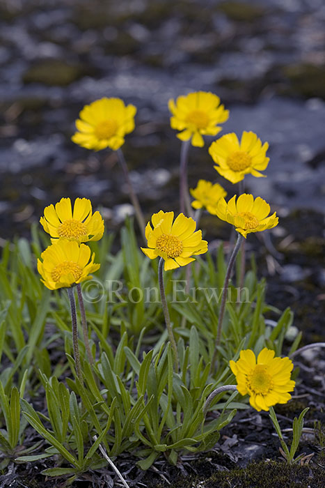 Lakeside Daisy