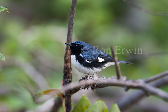 Male Black-throated Blue Warbler