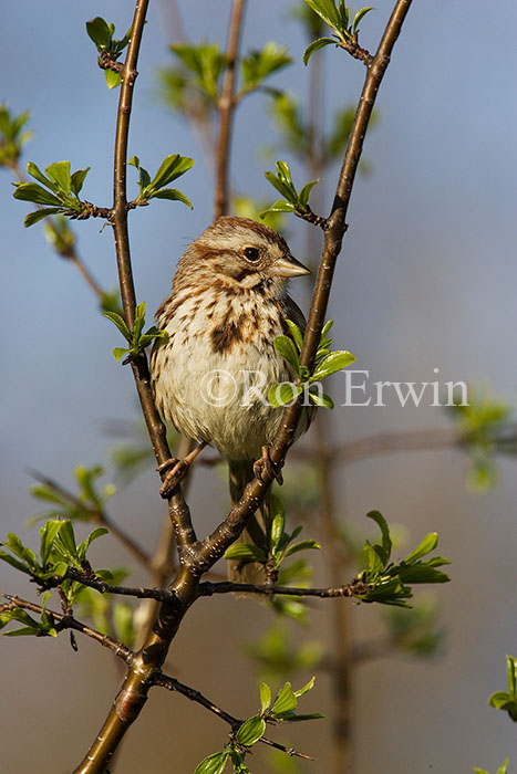 Song Sparrow
