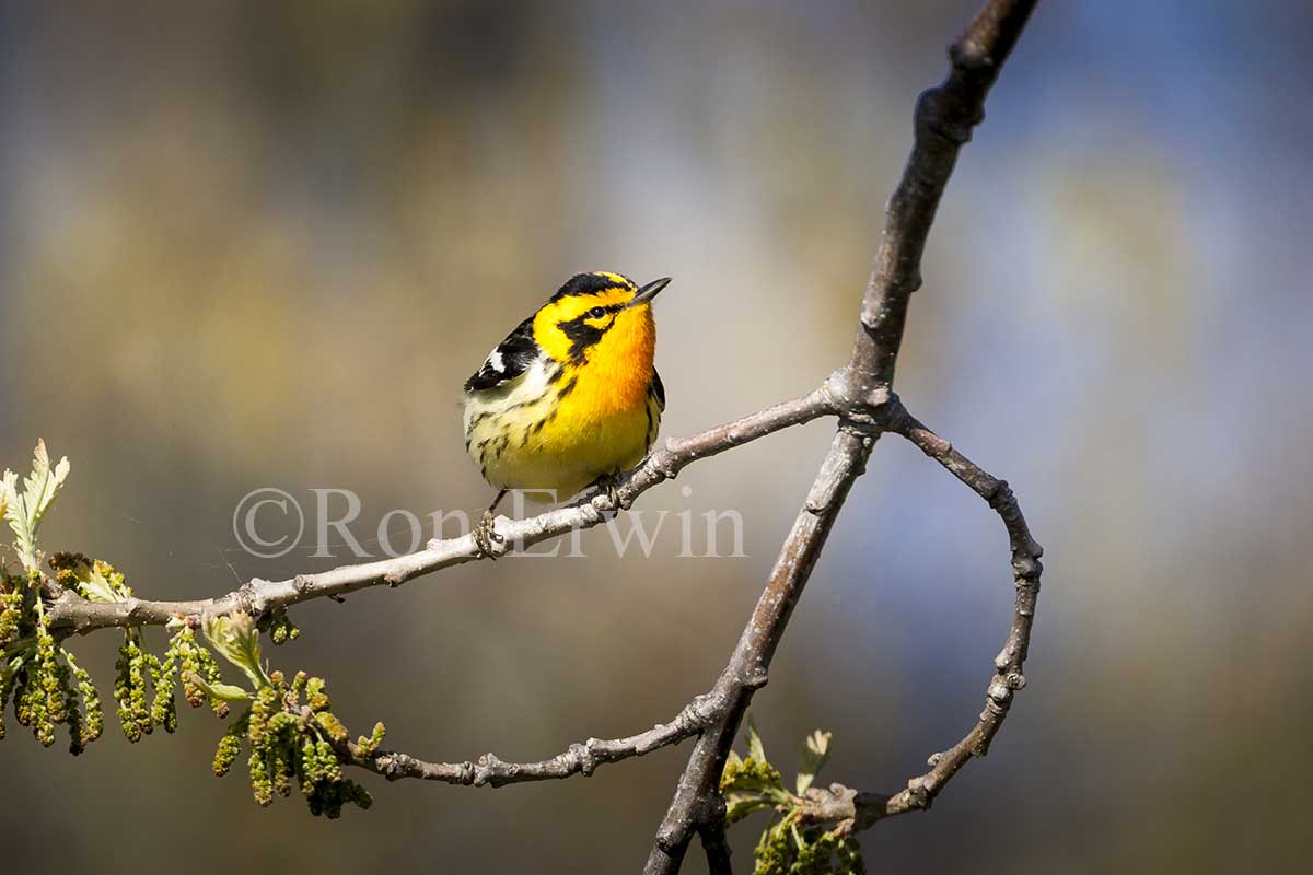 Male Blackburnian Warbler