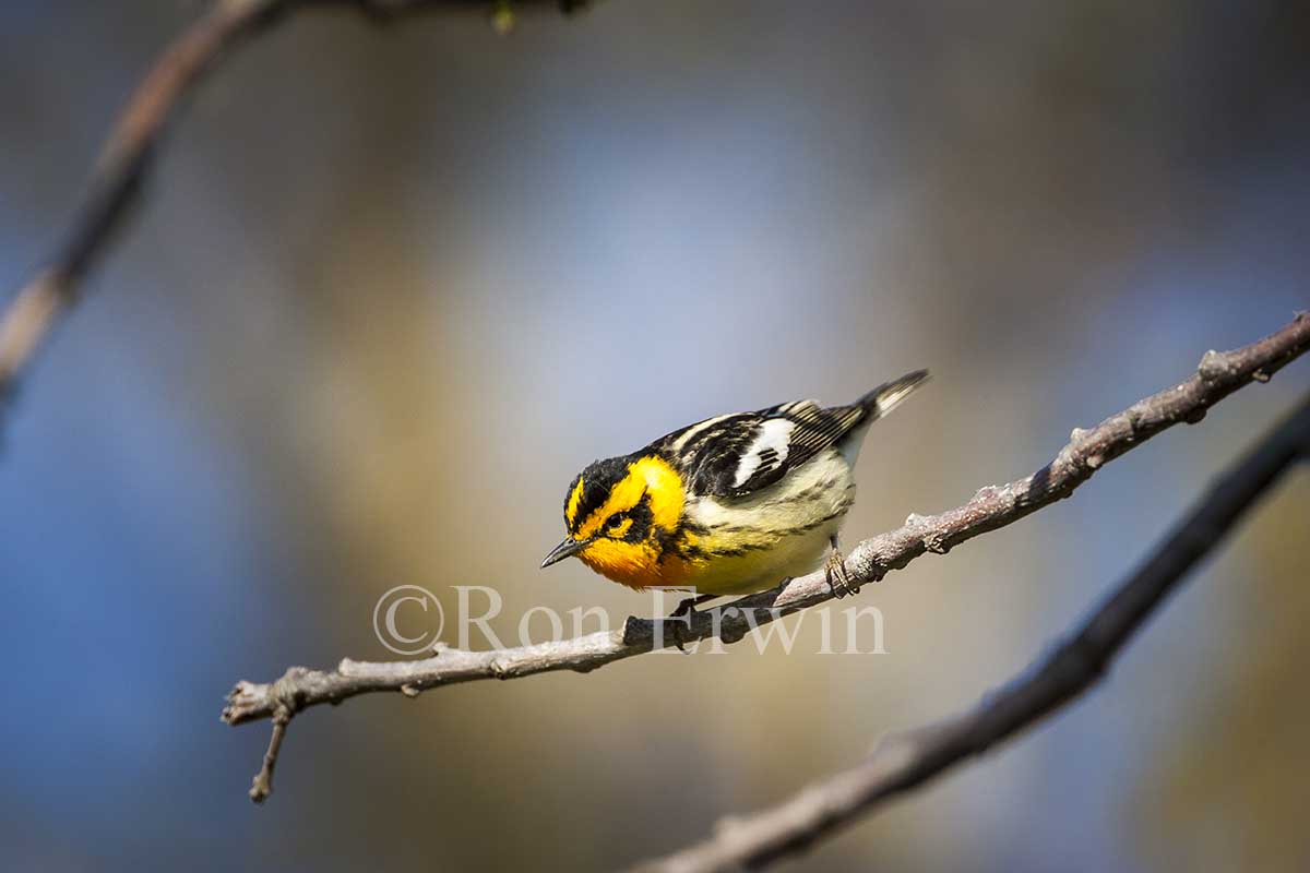 Male Blackburnian Warbler