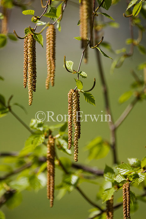 Birch Catkins