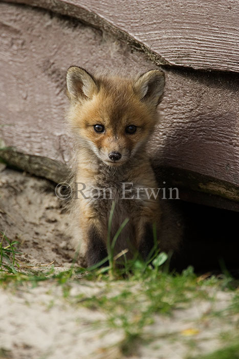 Fox Pup