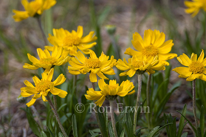 Manitoulin Gold