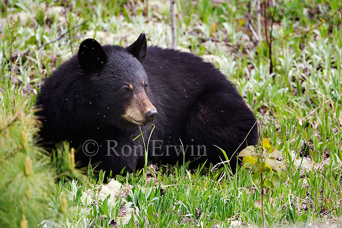 Black Bear