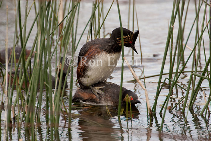 Eared Grebes Mating