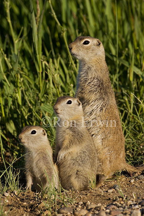 Gophers