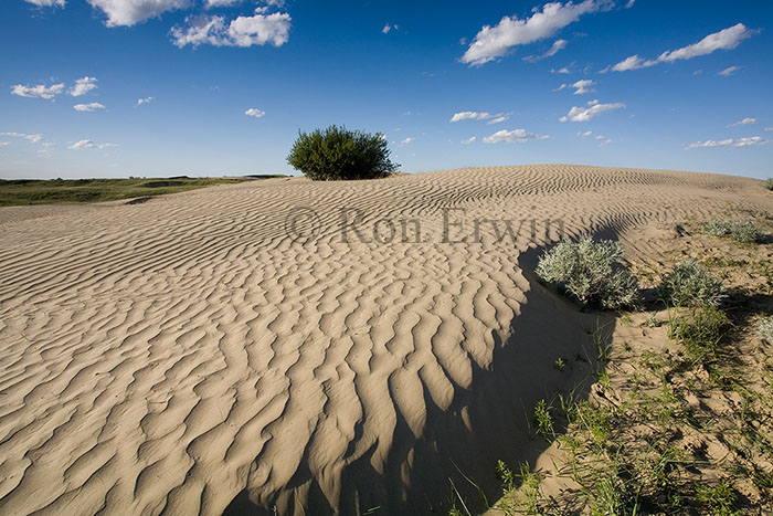 The Great Sandhills, SK