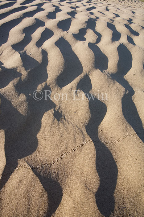 Tracks in The Great Sandhills