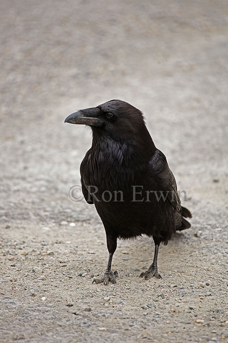 Raven