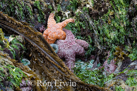 Sea Star