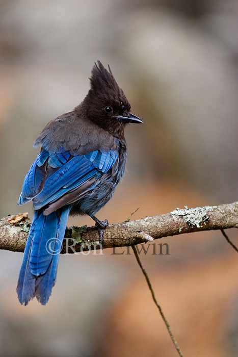 Steller's Jay