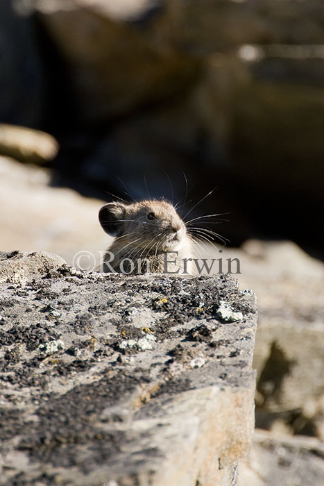 Piping Hare/Pika