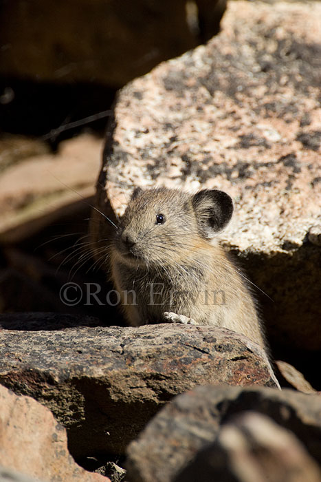 Pika