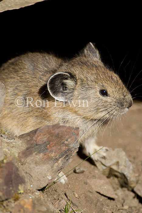 American Pika