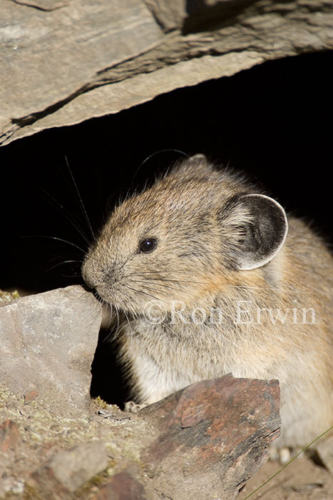 American Pika