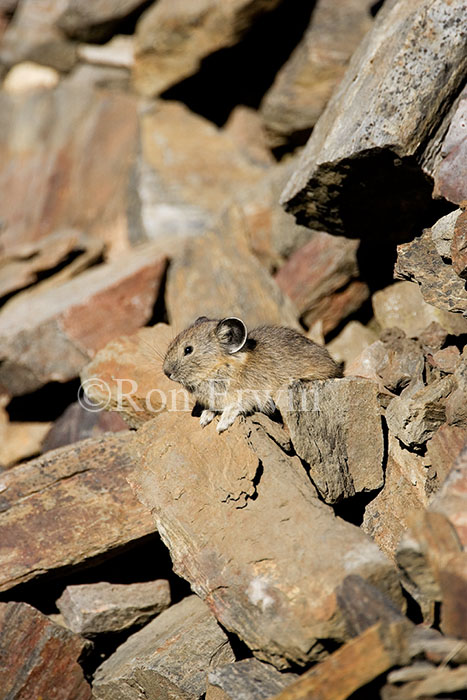 American Pika