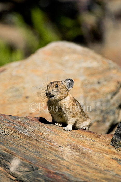 Grimacing Pika