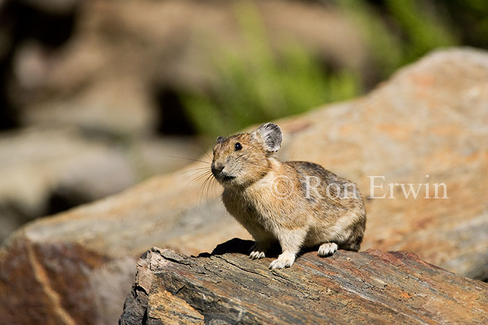 Whistling Hare