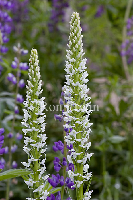 Tall White Bog Orchid