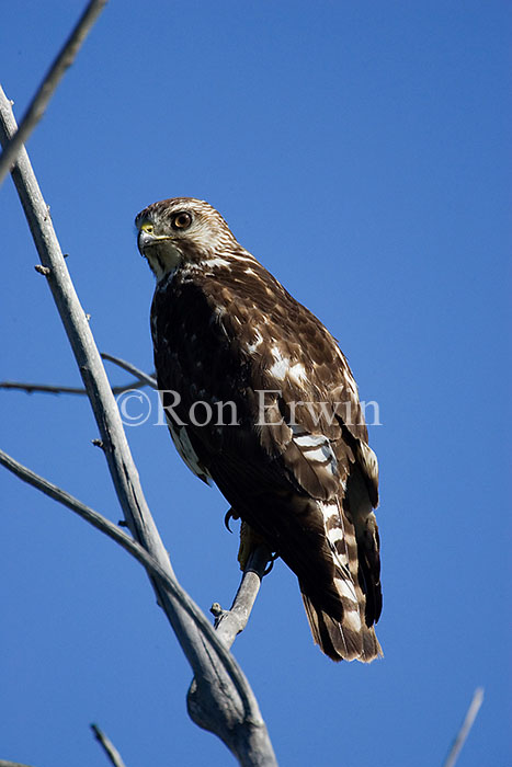 Prairie Falcon