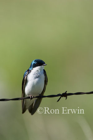 Tree Swallow