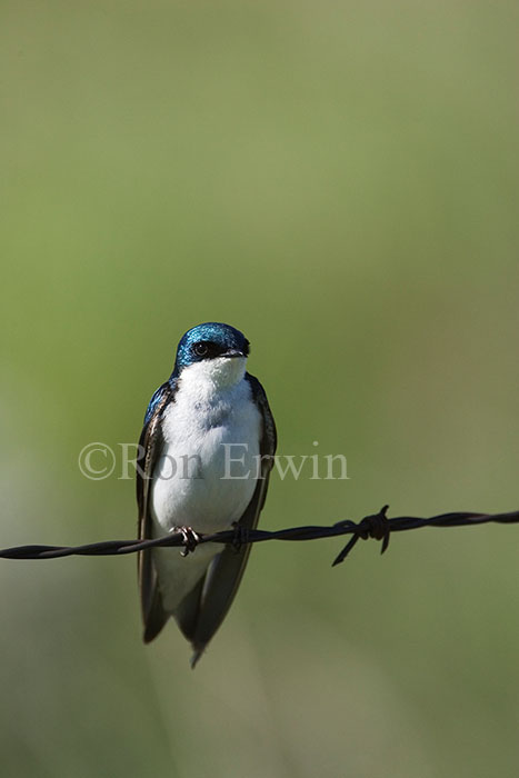 Tree Swallow