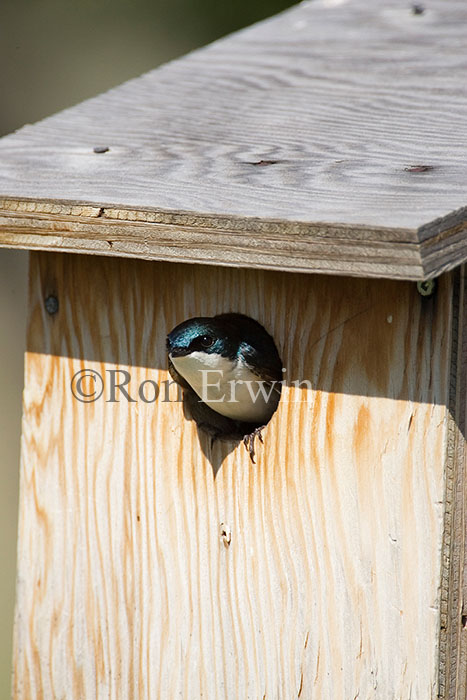 Tree swallow