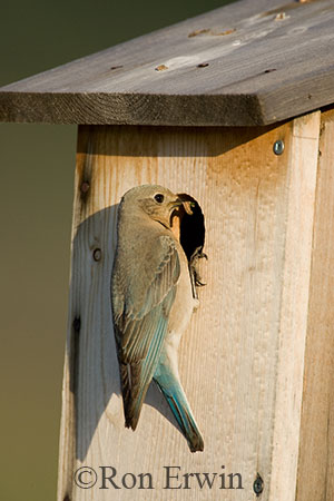 Mountain Bluebird