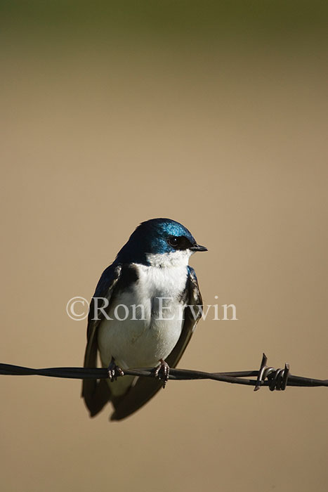 Tree Swallow