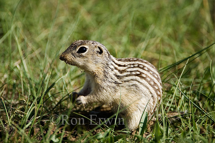Thirteen-lined Ground Squirrel