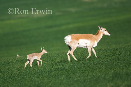 Pronghorns
