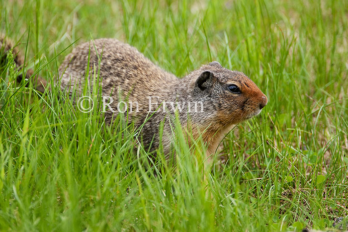 Columbian Ground Squirrel