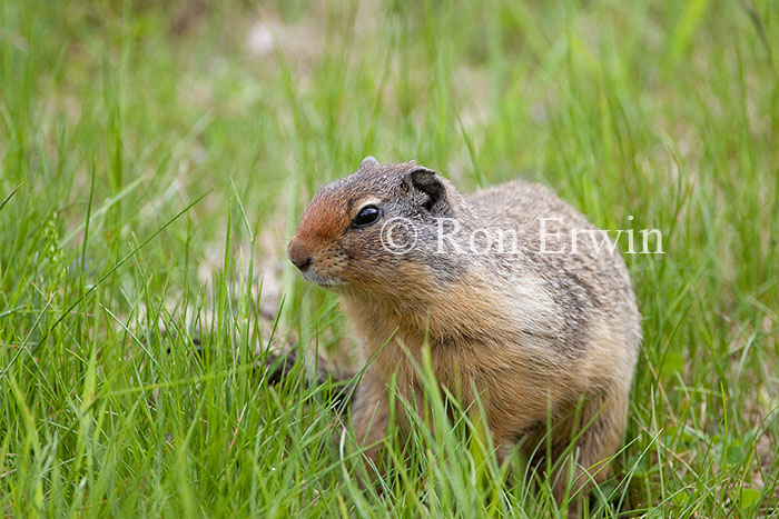 Columbian Ground Squirrel