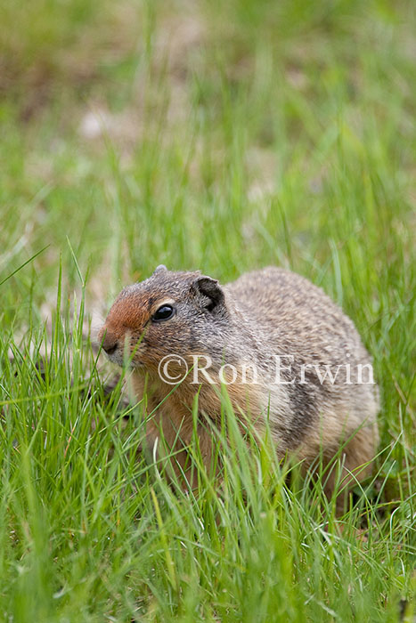 Columbian Ground Squirrel