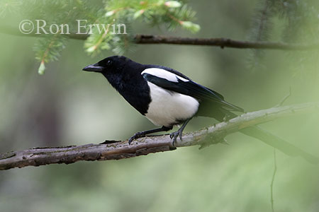 Black-billed Magpie