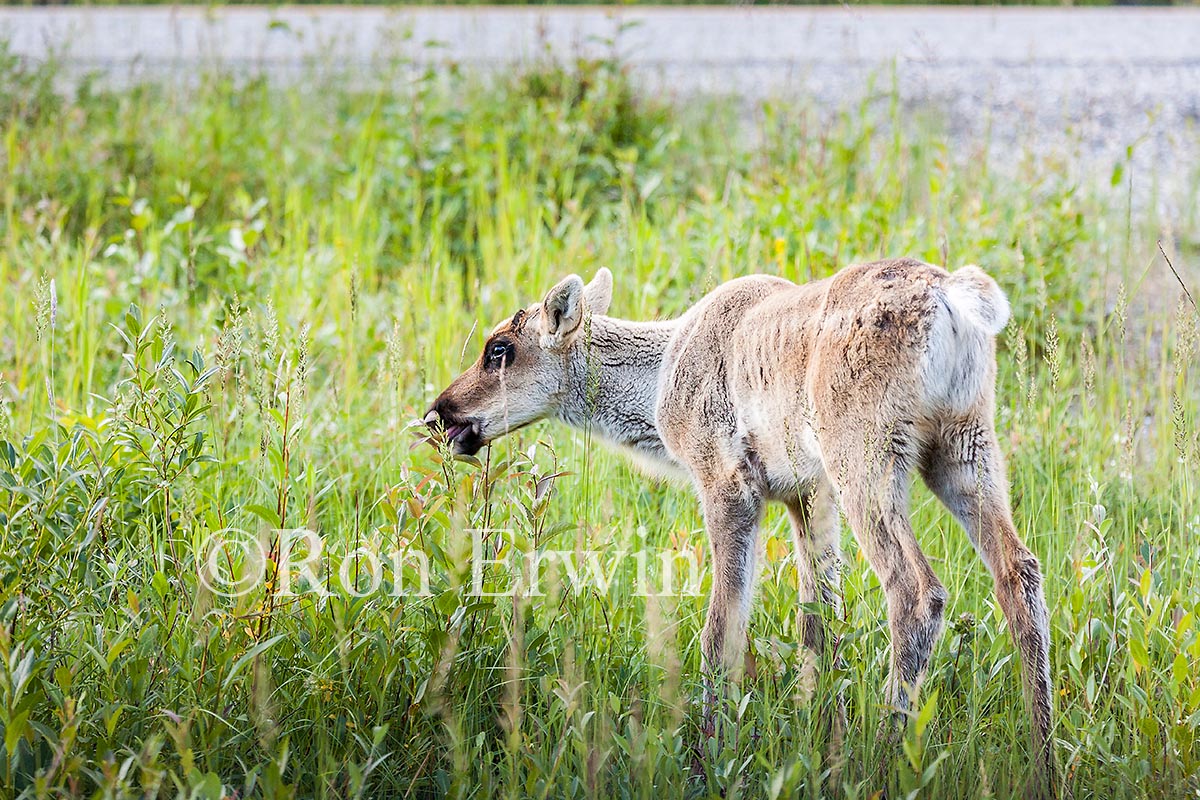 Caribou Calf